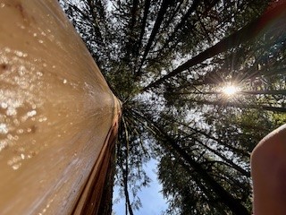 Goldstream ~ Cedar Bark Removal